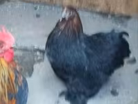 Chickens — الصورة 1