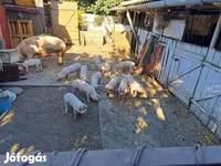 母猪, Pigs — 照片 2