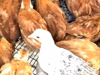 Chickens — photo 3