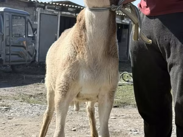 Bélier, Arashan sheep