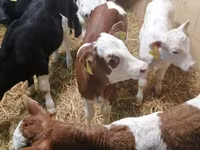 Cattle (batch, sex not specified), Simmental cattle — photo 1