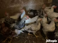 Chickens — الصورة 1