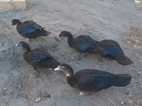 Ducks — foto 3