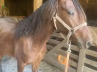 Hing, Rocky Mountain Horse — 4. fotó