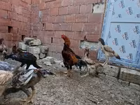 Chickens — 2. fotó