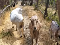 Bak, LaMancha goats — 5. fotó