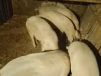 公猪, Pigs — 照片 1