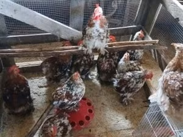 Chickens — Maďarsko