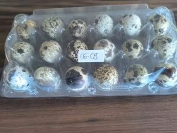 Quails — 匈牙利