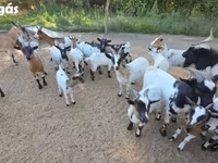 Nőstény kecske, Nigerian dwarf goats — 1. fotó