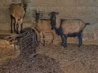 تيس, Alpine goat — الصورة 2
