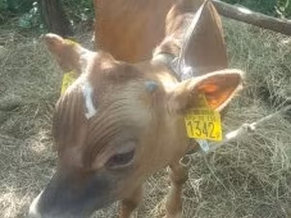 Bika, Jersey fajta — Magyarország