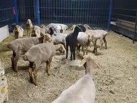 Juh, Katum sheep — 2. fotó