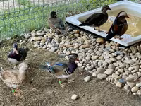 Ducks — zdjęcie 4
