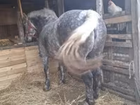 Stute, Hungarian horse breed — Foto 4