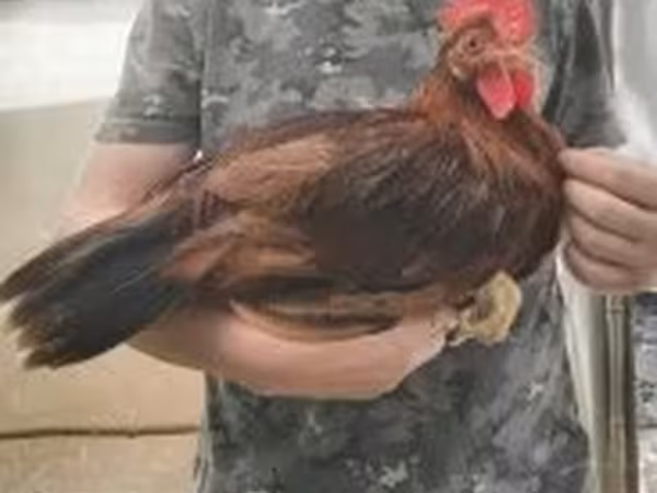 Chickens