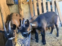 公山羊, Alpine goat — 照片 4