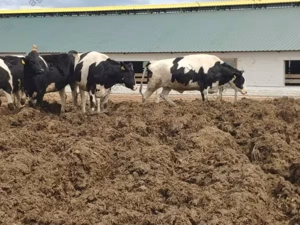 Tehén, Russian Black pied cattle