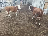 Taureau, Vache kazakhe à tête blanche — photo 2