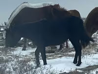 Jument, Horse breed — photo 3
