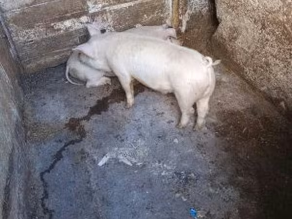 Pigs (batch, sex not specified),  — Hungary