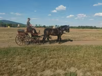 Kanca, Hungarian horse breed — 2. fotó