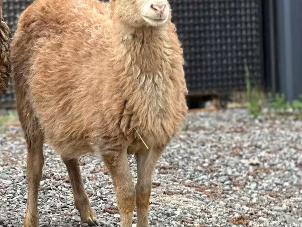 Carnero, Hissar sheep