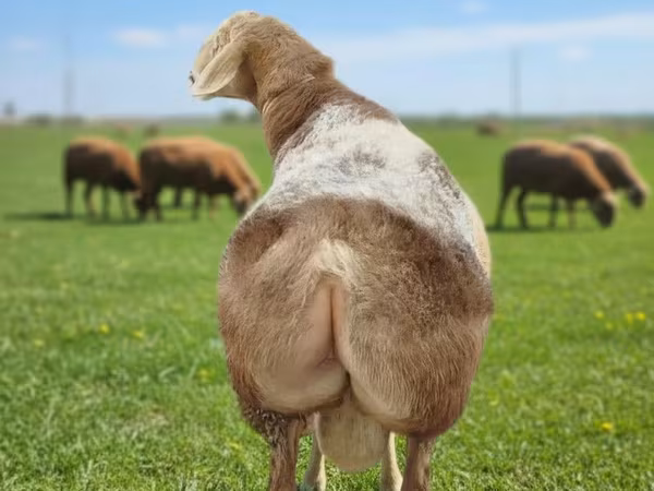 كبش, Tian-Shan semifinewool sheep