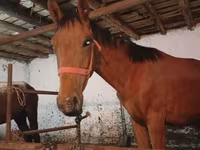Caballo, Manipuri pony — foto 2