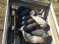 Sow, Pigs — photo 2