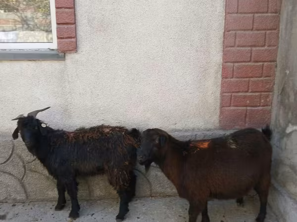 Cabra, Cabras
