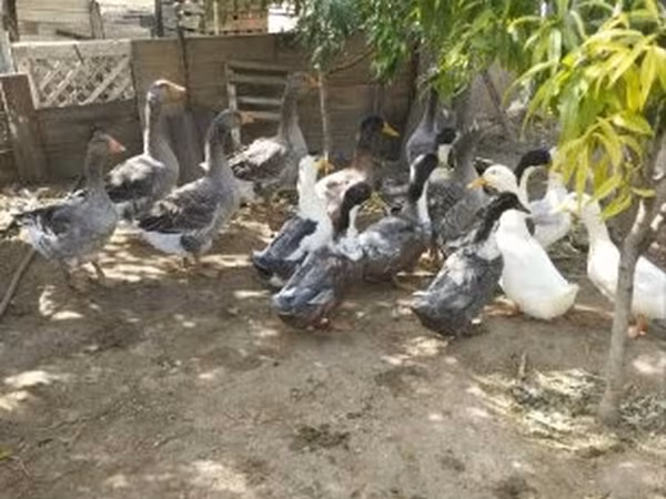 Ducks
