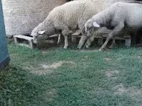 Ram, White Suffolk sheep — photo 7