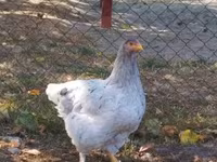 Brahma — foto 4
