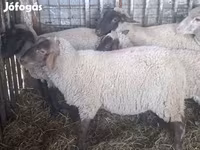 Schaf, Ile-de-France sheep — Foto 5