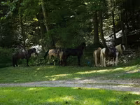 Horse (M), Racking Horse — photo 6
