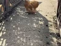 Pékin Bantam — photo 4