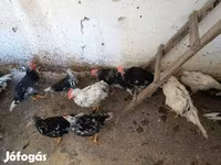 Chickens — 照片 8