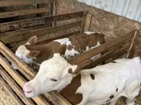 Vaca, Raza gris húngara — foto 1