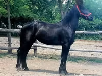 Бие, Friesian — 4-сурет