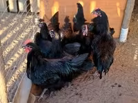 Australorp — foto 2