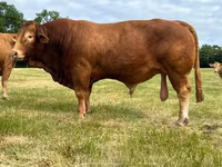 Bull, Limousin cow — photo 5