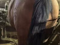 母马, Horses — 照片 6