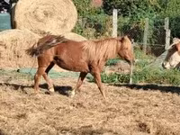 母马, Horses — 照片 3