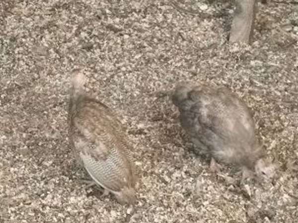 Guinea fowl