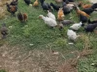 Ducks — الصورة 5