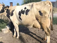 Krava, Swiss cattle — foto 6