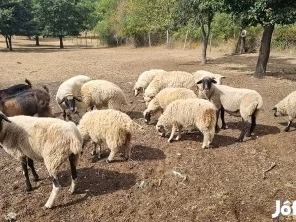 Sheep, Tsigai sheep