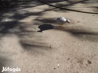Guinea fowl — Foto 3