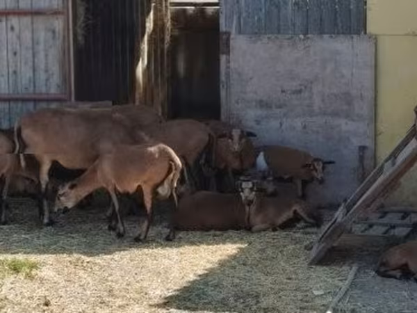 Beran, Cameroon sheep — Maďarsko